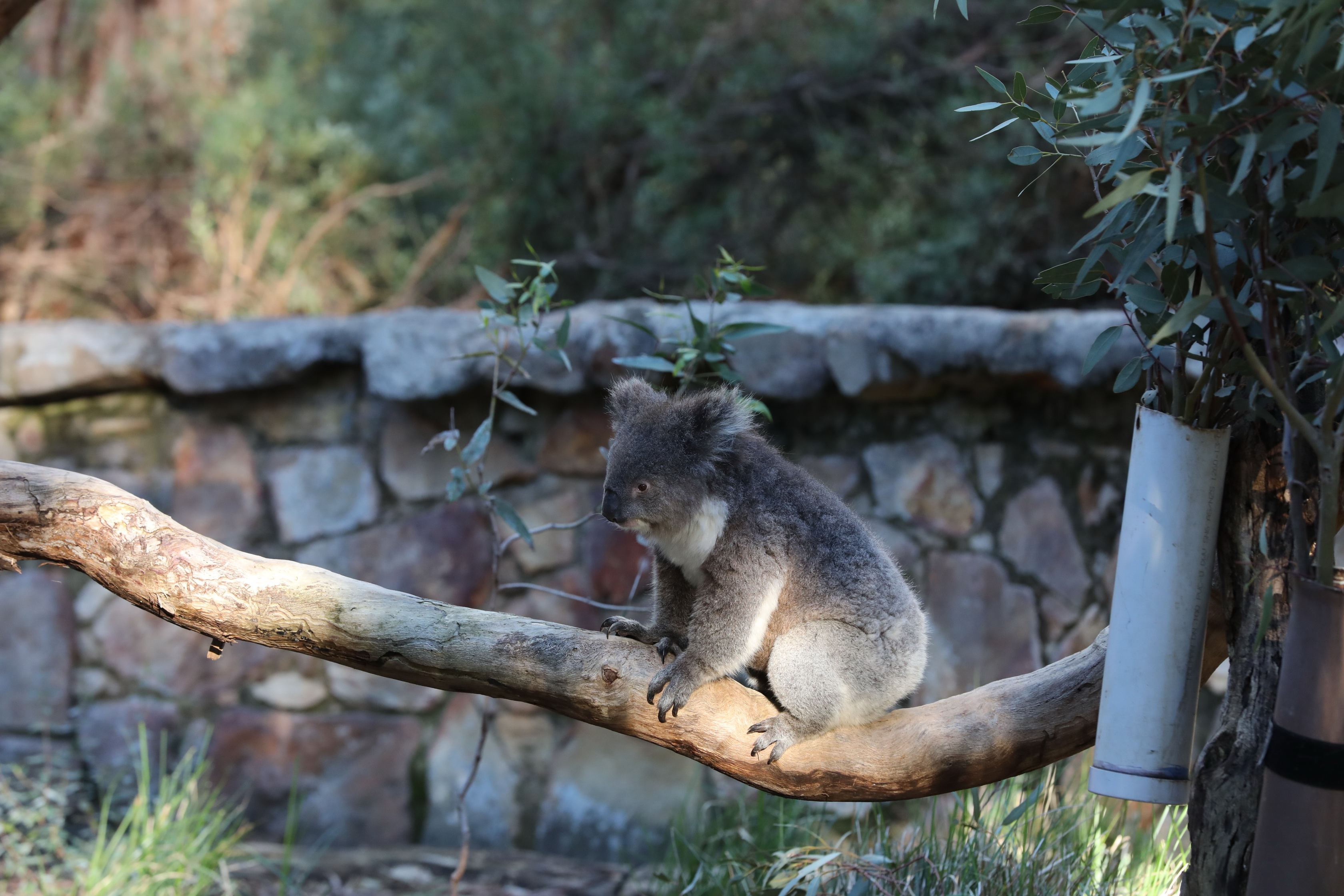 2019 07 19 15 46 44 Canon EOS 5D Mark IV 0048